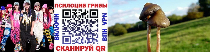 Галлюциногенные грибы Psilocybine cubensis  mega онион  Тверь 